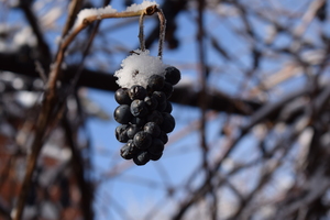 Image-preview_300x200