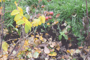 Image-preview_300x200