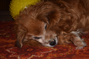 Image-preview_300x200