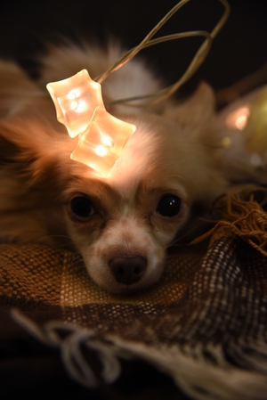 Image-preview_300x200