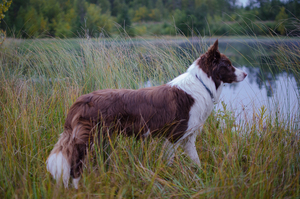 Image-preview_300x200