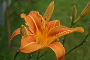 Image-preview_300x200