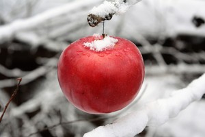 Image-preview_300x200