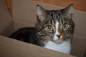 Image-preview_300x200