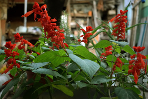 Image-preview_300x200