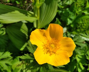 Image-preview_300x200