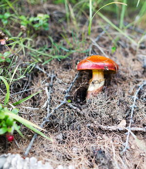 Image-preview_300x200