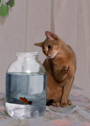 Image-preview_300x200