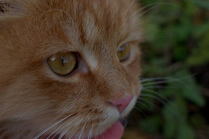 Image-preview_300x200