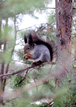 Image-preview_300x200