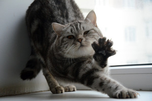 Image-preview_300x200