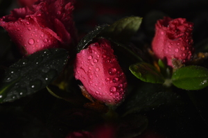 Image-preview_300x200