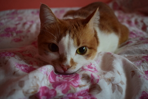 Image-preview_300x200