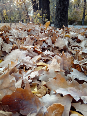 Image-preview_300x200