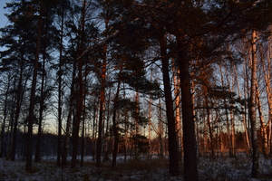 Image-preview_300x200