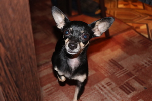 Image-preview_300x200