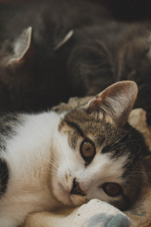 Image-preview_300x200