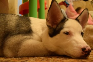 Image-preview_300x200