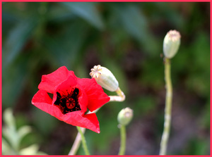 Image-preview_300x200