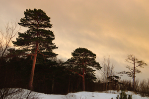 Image-preview_300x200