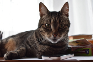 Image-preview_300x200