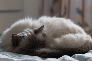 Image-preview_300x200