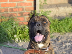 Image-preview_300x200