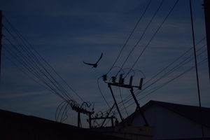 Image-preview_300x200