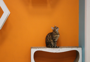 Image-preview_300x200