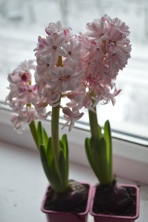 Image-preview_300x200