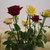 Image-square_50