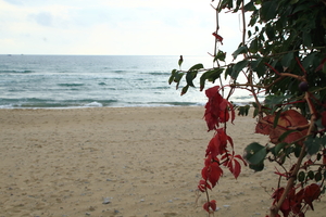 Image-preview_300x200