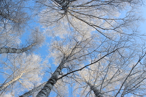 Image-preview_300x200