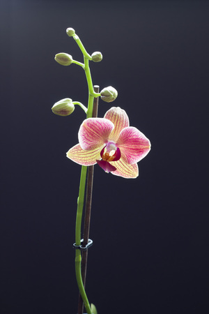 Image-preview_300x200
