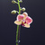 Image-square_50