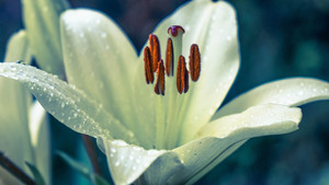 Image-preview_300x200