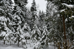 Image-preview_300x200
