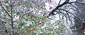 Image-preview_300x200