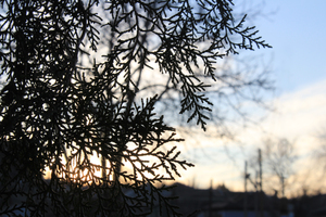 Image-preview_300x200