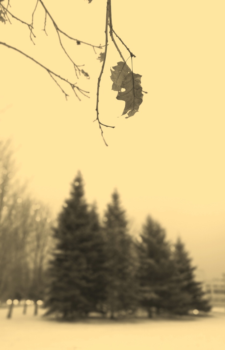 Image-normal