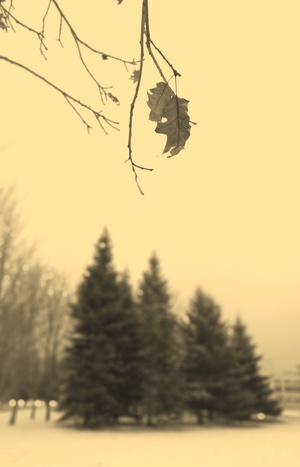 Image-preview_300x200