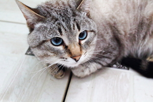 Image-preview_300x200