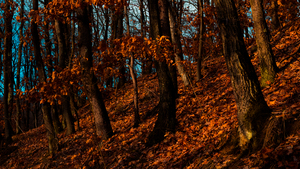 Image-preview_300x200