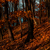 Image-square_50