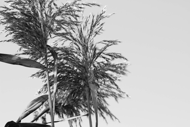 Image-normal