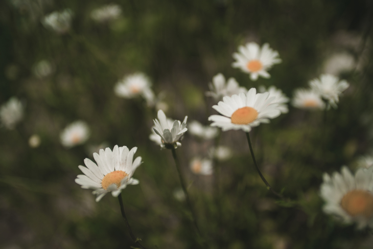 Image-normal