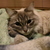 Image-square_50