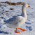 Image-square_50