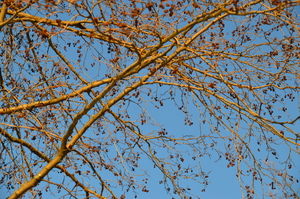 Image-preview_300x200