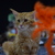 Image-square_50